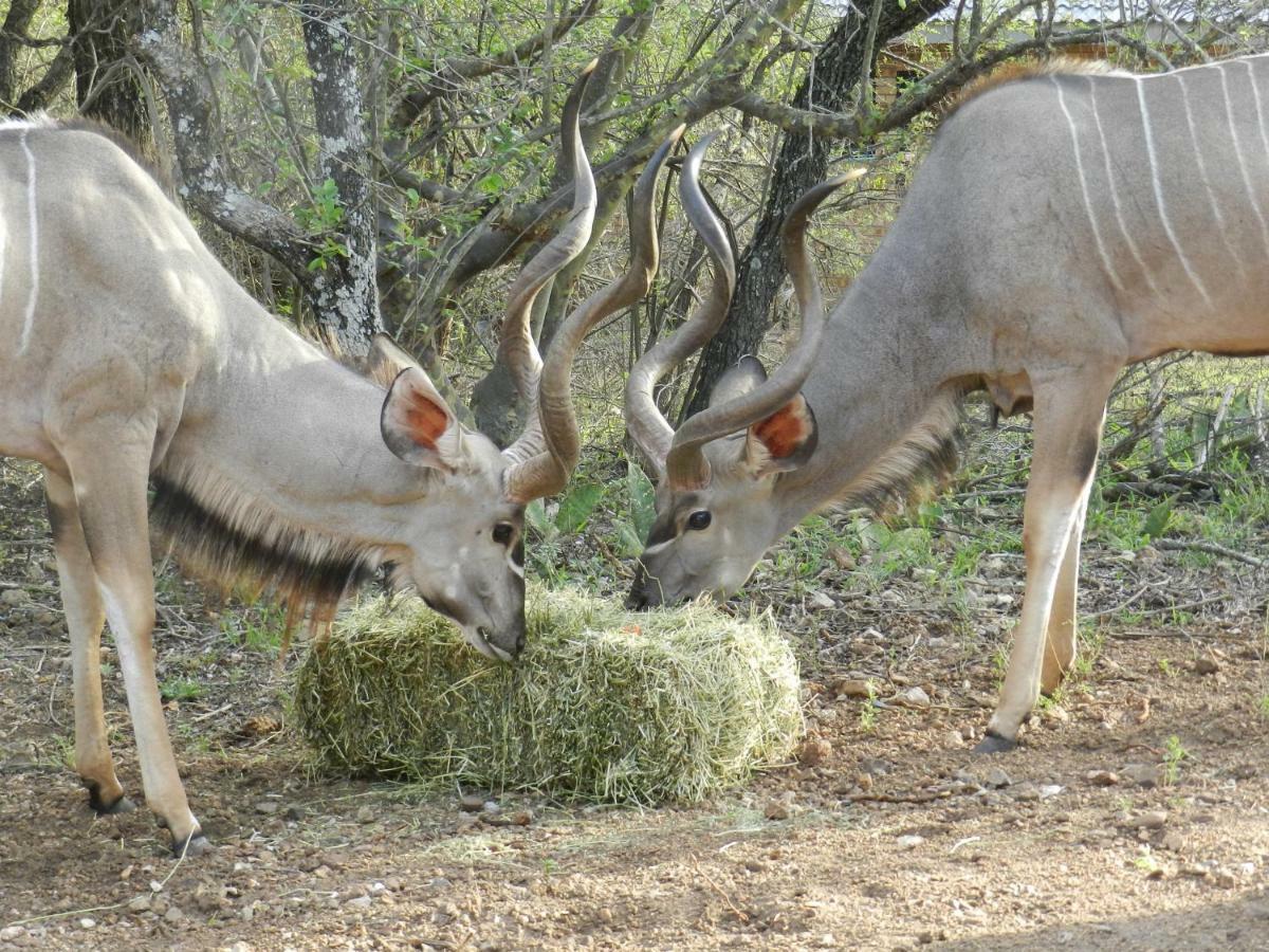 Buffalo Marloth Park Dış mekan fotoğraf